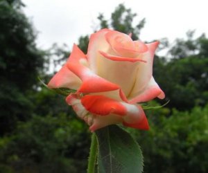 �����-������� ������� ����������� �����: ���� �����, ������